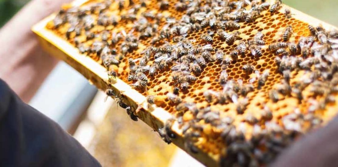 apicultores de pirassununga